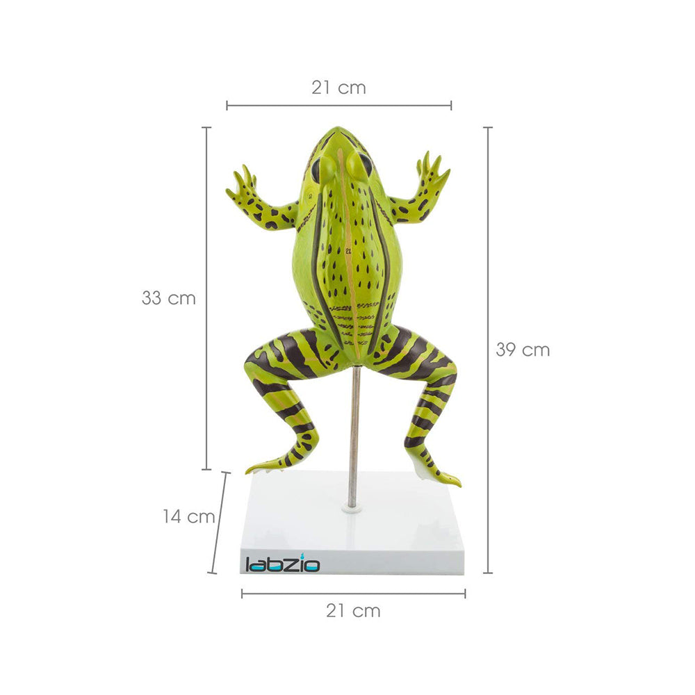 Frog Dissection Model, 4 Parts, Enlarged 3 Times for Detailed Study, with Detailed Study Guide