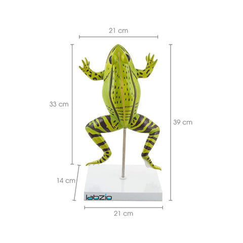 Frog Dissection Model, 4 Parts, Enlarged 3 Times for Detailed Study, with Detailed Study Guide