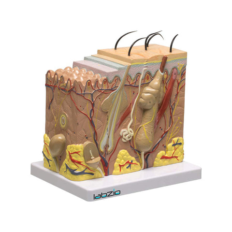 Human Skin model ,70 X life size enlarged, Anatomical Skin Magnified Tissue Structure with Hair comes on a base, with coloured key card included