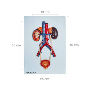 Anatomical Urinary System 3D Relief Model, Model On Base, Showing Kidney, Adrenal Glands, Ureter and Bladder, Supplied with Detailed Study Guide