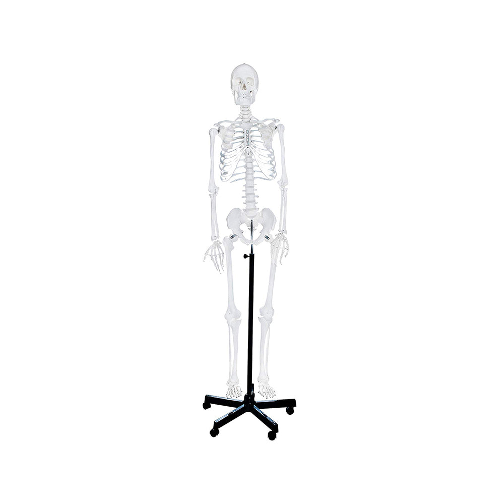 Human Skeleton Model - 170 cm, Anatomically Correct, with Detailed Key Card