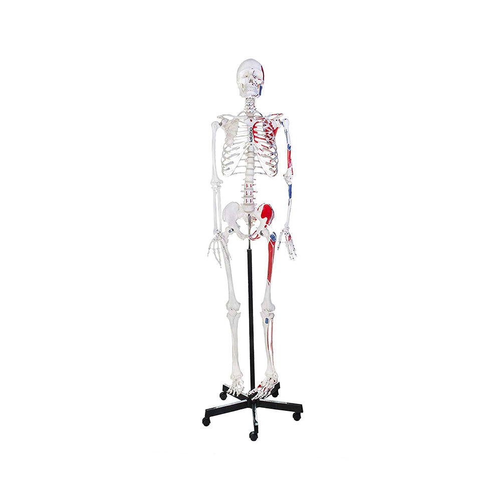 Human Skeleton Model, Painted to Show Muscles - 170 cm Tall, Anatomically Correct Detailed Model, Perfect for Orthopaedic Research, Study and Teaching