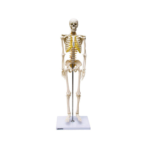 Human Skeleton Model, Anatomically Correct With Movable Joints, 3 Part Skull With Removable Calvarium and Articulating Jaw, On Base, 85 cm Tall,Showing Spinal Nerves