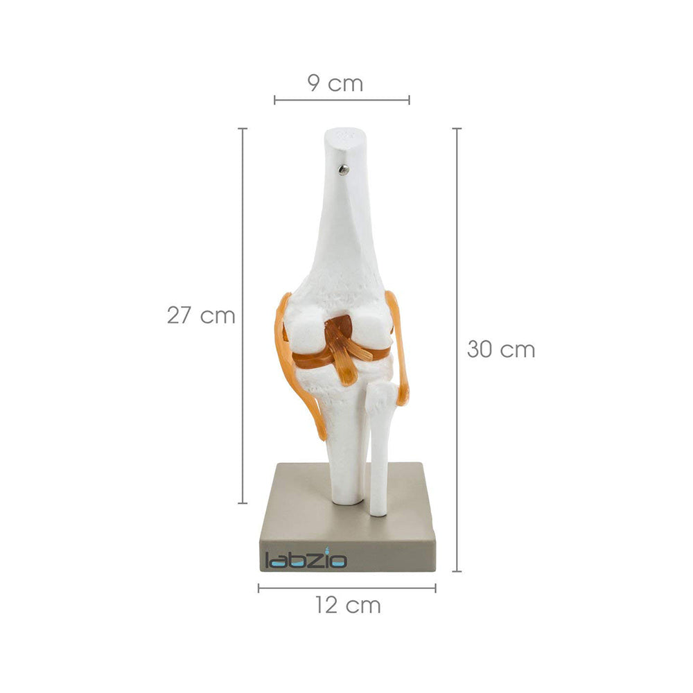 Human Knee Joint Model with Flexible Ligaments, Anatomically Accurate, Orthopedic Model, With Detailed Study Key Card