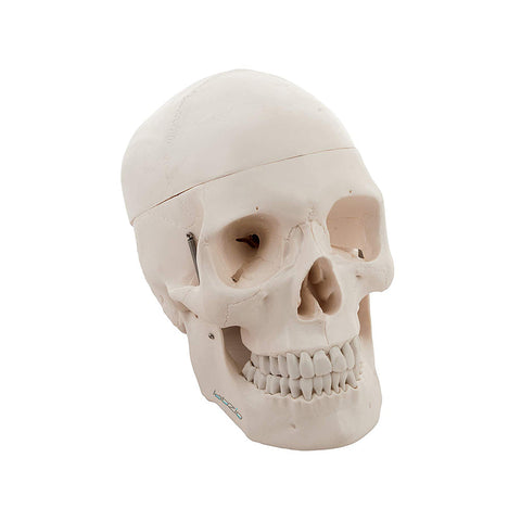 Life Size Human Skull, Anatomical Skull, Classic Skull, with Removable Calvarium and Articulating Jaw, 3 Parts