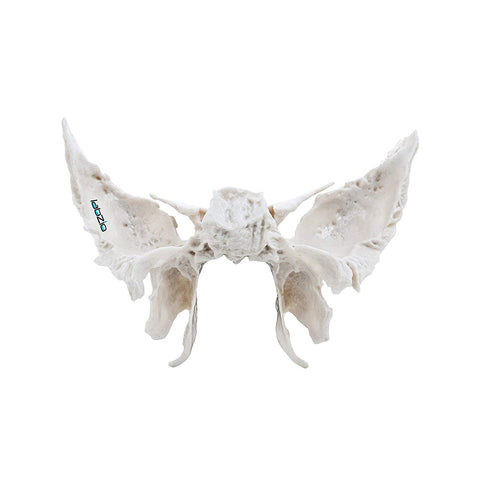 Sphenoid Bone, Anatomically Correct, Cast From Original Human Skull, Extremely Detailed, Anatomical Model
