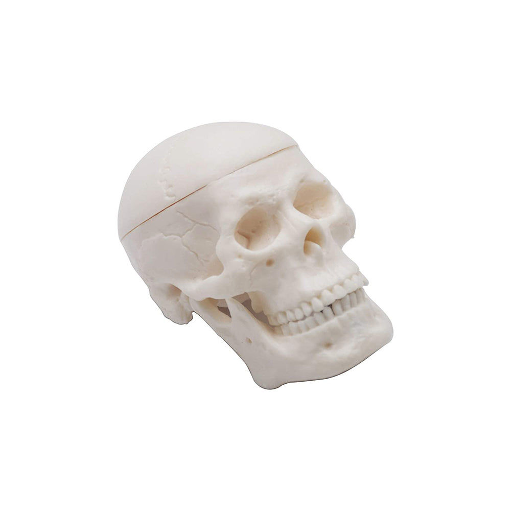 Micro skull model , 1/4 th natural size, 3 part anatomical learning skeleton head for students- easy to carry, pack of 1
