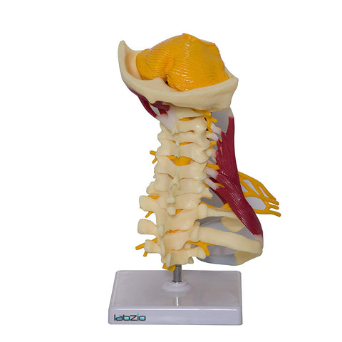 Cervical Spine with Occipital Bone, Nerves, and Muscles Anatomy Model
