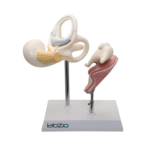 Labyrinth with Ossicles and Tympanic Membrane, 3 parts, detailed keycard included, detachable parts, 8 times enlarged